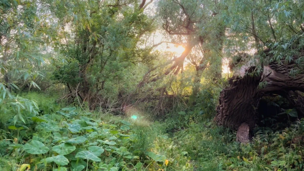 Dense woods just outside Berwick-upon-Tweed, where the camping journey begins.