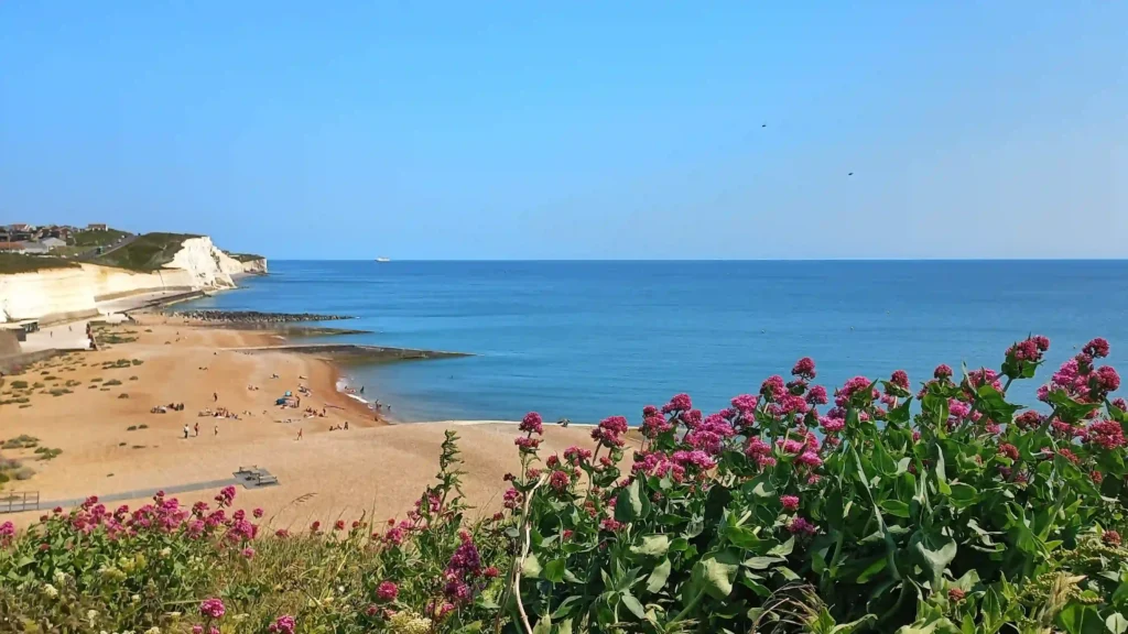 White Cliffs of Dover under clear blue sky with pink wildflowers in foreground and beach below