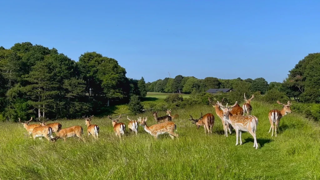 A group of a dozen wild deer grazing in the sunshine at Phoenix Park in Dublin, Ireland.