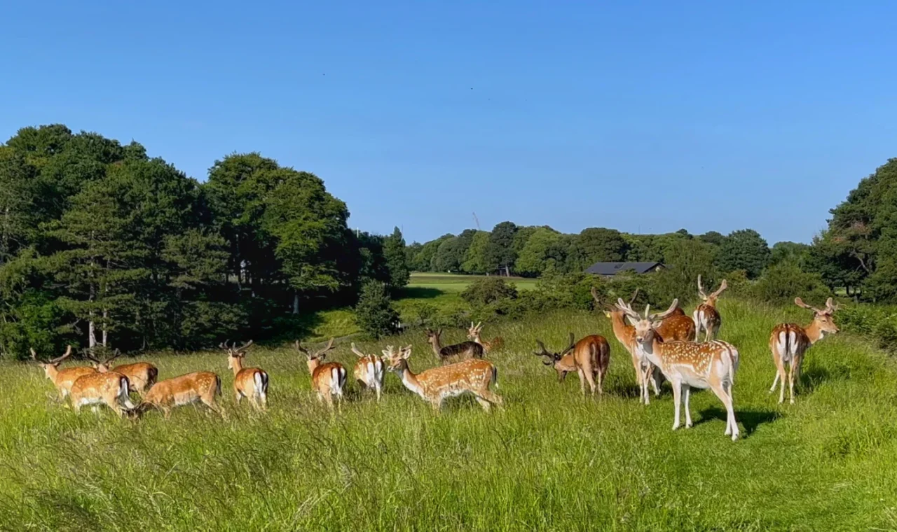 A group of a dozen wild deer grazing in the sunshine at Phoenix Park in Dublin, Ireland.