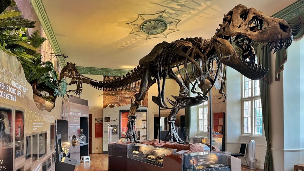 T-Rex skeleton inside Wollaton Hall's Natural History Museum, one of the best museums in Nottingham, with various displays around it