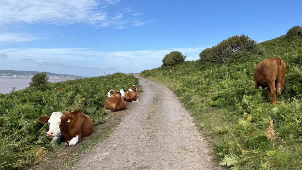 Cattle from the National Trust's conservation grazing herd resting on the Brean Down coastal path