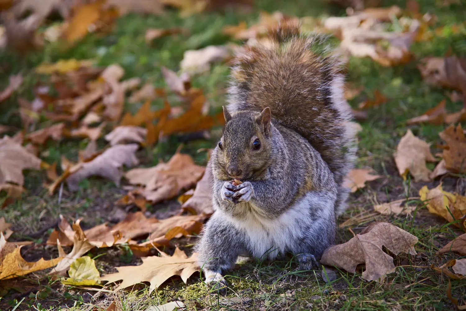 Grey squirrel eating a nut among fallen leaves
