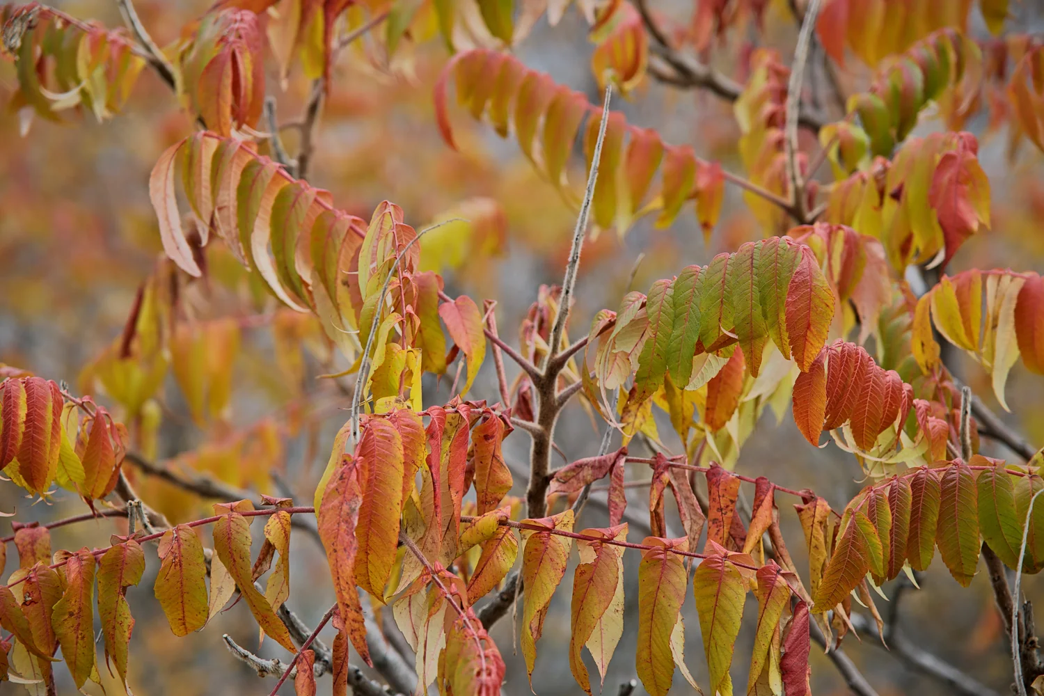 Red, orange and green fall leaves on a branch